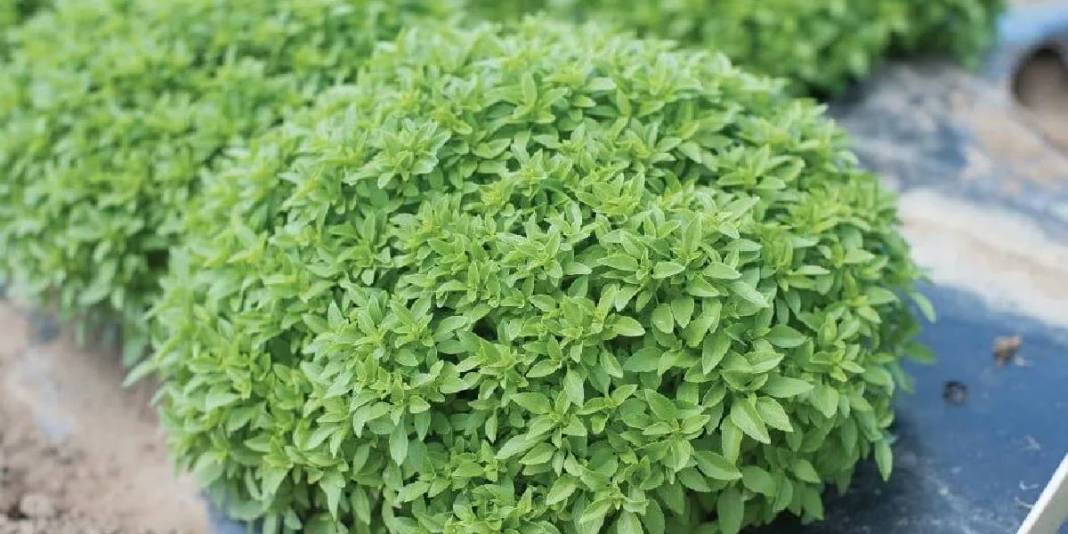 Kokusu şifa saçıyor! Evinizde mutlaka olsun: Tek bir bitkiyle hem baş ağrısı tarih oluyor hem sivrisinekler kaçıyor! 2